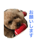 ビンゴとももの日常(トイプードル)（個別スタンプ：15）