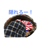 ビンゴとももの日常(トイプードル)（個別スタンプ：16）