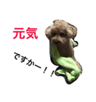 ビンゴとももの日常(トイプードル)（個別スタンプ：17）