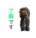 ビンゴとももの日常(トイプードル)（個別スタンプ：18）