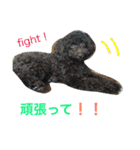 ビンゴとももの日常(トイプードル)（個別スタンプ：20）