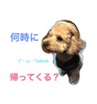 ビンゴとももの日常(トイプードル)（個別スタンプ：21）