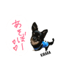 チワワのキララ（個別スタンプ：3）