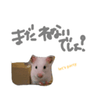 チワワのキララ（個別スタンプ：5）