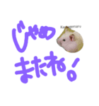 チワワのキララ（個別スタンプ：8）