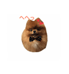 Pomeranian Popo and Creo（個別スタンプ：1）