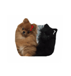 Pomeranian Popo and Creo（個別スタンプ：2）