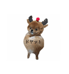Pomeranian Popo and Creo（個別スタンプ：3）