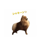 Pomeranian Popo and Creo（個別スタンプ：4）