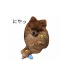 Pomeranian Popo and Creo（個別スタンプ：6）