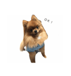 Pomeranian Popo and Creo（個別スタンプ：7）