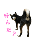 shiba ＆ hana（個別スタンプ：1）