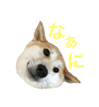 shiba ＆ hana（個別スタンプ：3）