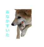 shiba ＆ hana（個別スタンプ：4）