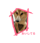 shiba ＆ hana（個別スタンプ：5）