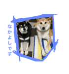 shiba ＆ hana（個別スタンプ：6）