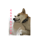 shiba ＆ hana（個別スタンプ：7）