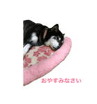shiba ＆ hana（個別スタンプ：8）