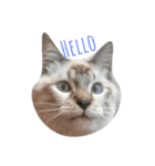 Miaw's（個別スタンプ：1）