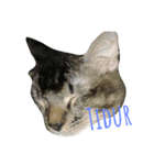 Miaw's（個別スタンプ：2）