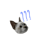 Miaw's（個別スタンプ：6）