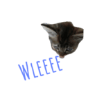 Miaw's（個別スタンプ：7）