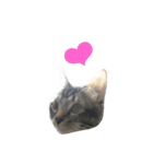 Miaw's（個別スタンプ：8）