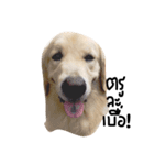 Golden retriever and Friend, Juck Th（個別スタンプ：4）