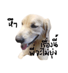 Golden retriever and Friend, Juck Th（個別スタンプ：10）