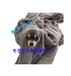 three brothers dog part 2（個別スタンプ：4）