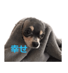 three brothers dog part 2（個別スタンプ：5）