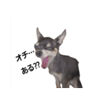 three brothers dog part 2（個別スタンプ：7）