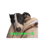 three brothers dog part 2（個別スタンプ：8）