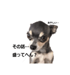 three brothers dog part 2（個別スタンプ：9）