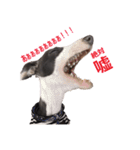 three brothers dog part 2（個別スタンプ：10）