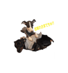 three brothers dog part 2（個別スタンプ：11）