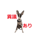 three brothers dog part 2（個別スタンプ：13）