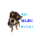three brothers dog part 2（個別スタンプ：14）