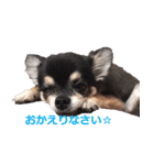 three brothers dog part 2（個別スタンプ：15）