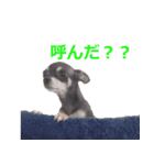 three brothers dog part 2（個別スタンプ：16）