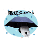 デブ猫のLOVE（個別スタンプ：12）