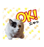 デブ猫のLOVE（個別スタンプ：20）