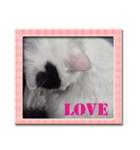デブ猫のLOVE（個別スタンプ：24）