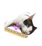 CatGet（個別スタンプ：1）