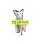 CatGet（個別スタンプ：4）