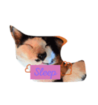 CatGet（個別スタンプ：5）