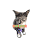 CatGet（個別スタンプ：6）