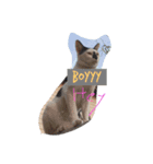 CatGet（個別スタンプ：7）