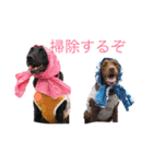 黒ラブVivi＆チョコラブKelly（個別スタンプ：10）