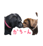 黒ラブVivi＆チョコラブKelly（個別スタンプ：11）